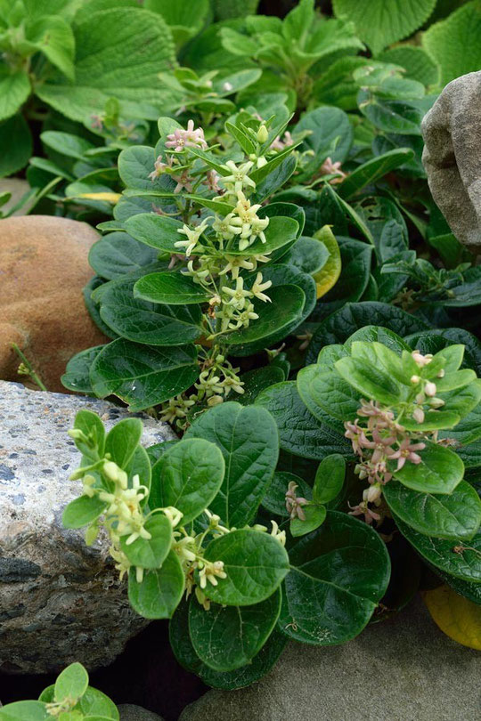 イヨカズラ（Cynanchum japonicum）とクロバナイヨカズラが混生していた