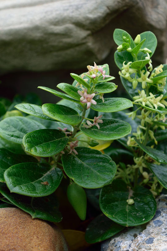 クロバナイヨカズラ(Cynanchum japonicum f. puncticulatum)は、花色が淡紫色を帯びる