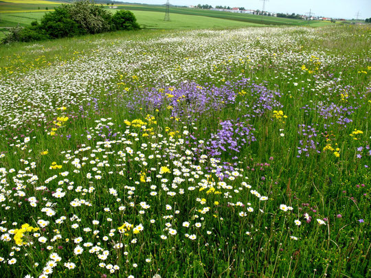 Nabu Wildblumenwiese