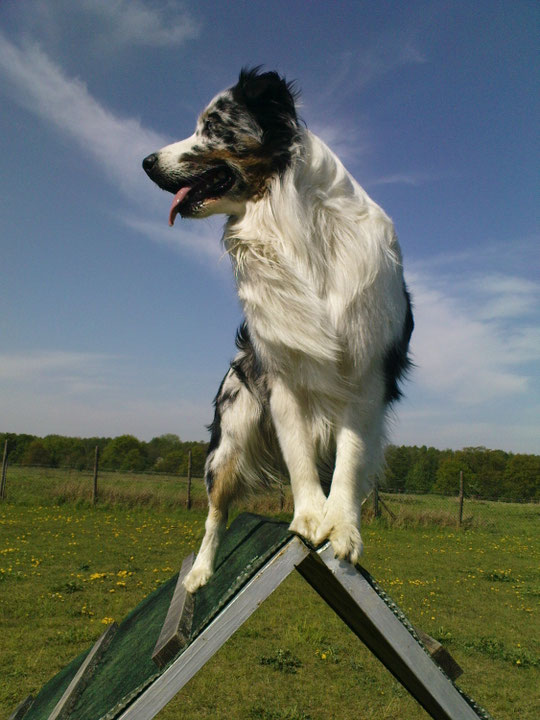 JOE SunkaWakan DNAVP 11.02.200716.07.2018 unvergessen joeaussiess