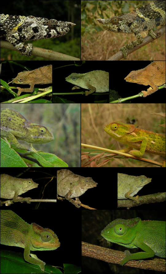 Chameleon collage to close the report in style.