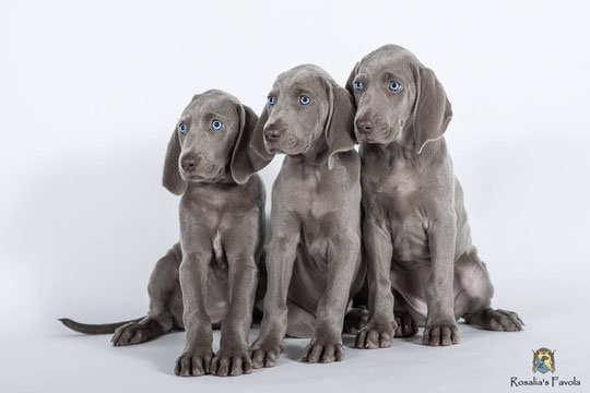 Vizsla Weimaraner Mix Welpen Goldenacresdogs Vizsla Weimaraner Mix Welpen