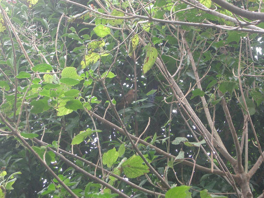 脇　曽根　というところにいた珍しい鳥。しっぽに白い模様がありました。真ん中に写っているのが見えますでしょうか？