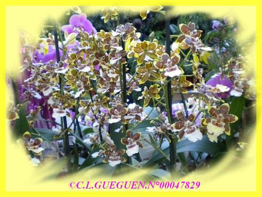 Cambria, Odontoglossum, Phalaenopsis...