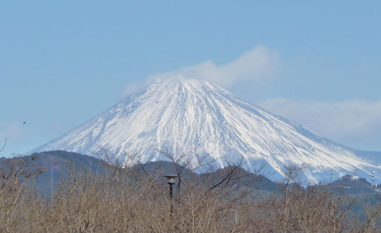 Fuji 新年　Swinging Popsicle