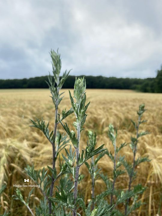 Beifuß kurz vor der Blüte vor einem Getreidefeld und gewittrig dunklem Himmel