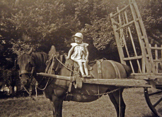 Enfant juché sur le cheval attelé à la charette (années 50)