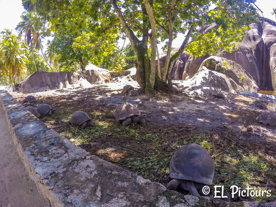L'Union Estate, La Digue, Seychellen