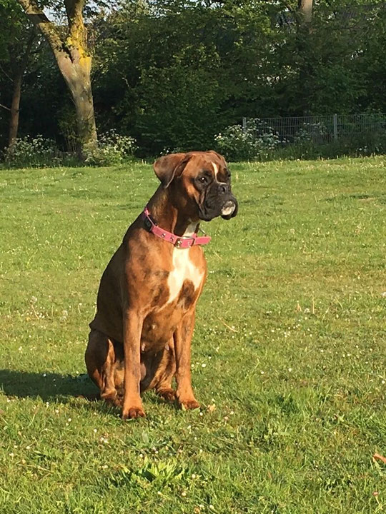 Unsere Hunde boxerklubratingenangerlands Webseite!