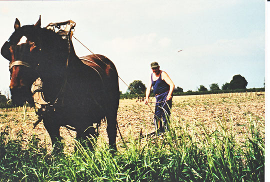 Roger Villers fut le dernier agriculteur travaillant avec un cheval vers 1980 (phot f-H)