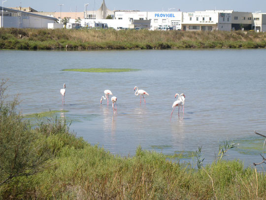 Ab jetzt waren die Flamingos unsere Begleiter.