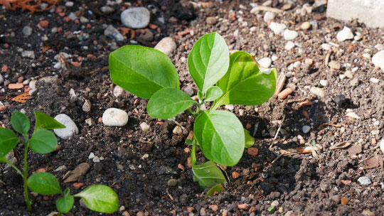Schlafbeere Ashwagandha Schlaffördernde Pflanze Adaptogene
