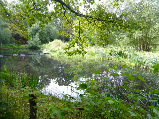 Bild: Teich