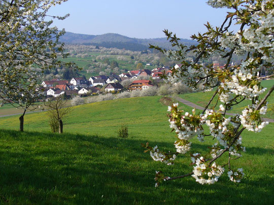 Unser Haus am Ortsrand in der Kirschblüte