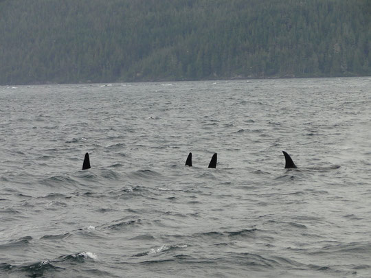vier Orcas