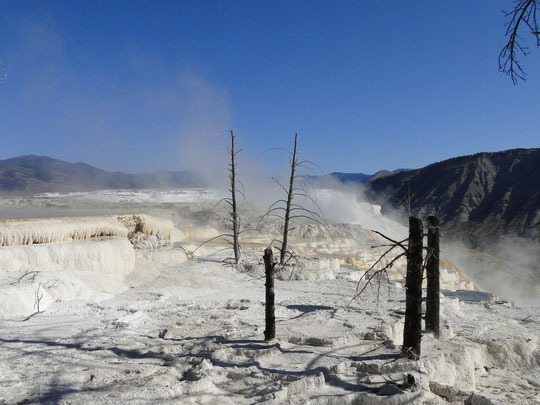 isch aso kei Schnee, Mammoth Hot Springs (Yellowstone N.P.)