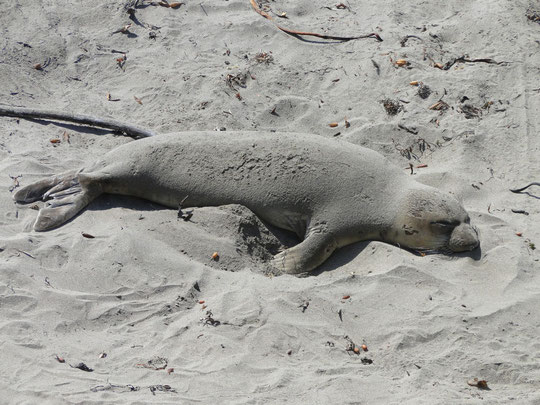 Elephant Seal