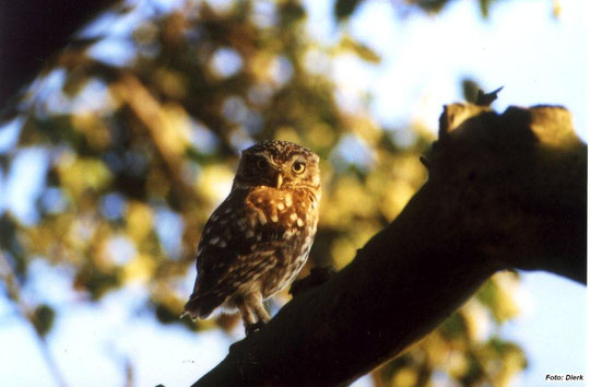 Juv. auf Apfelbaum