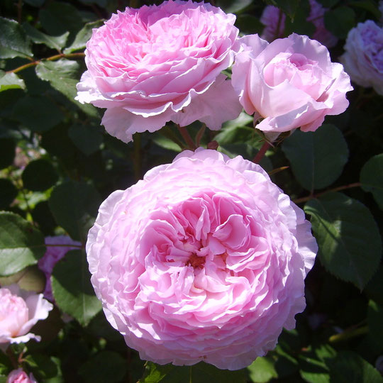 rose anglaise