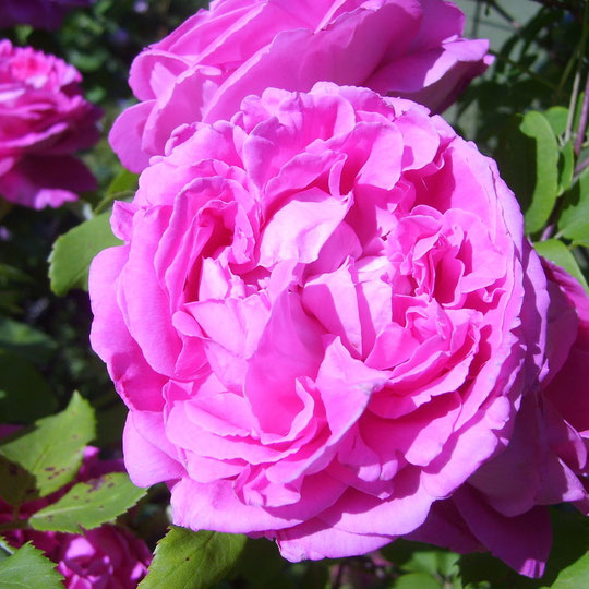 comte de chambord