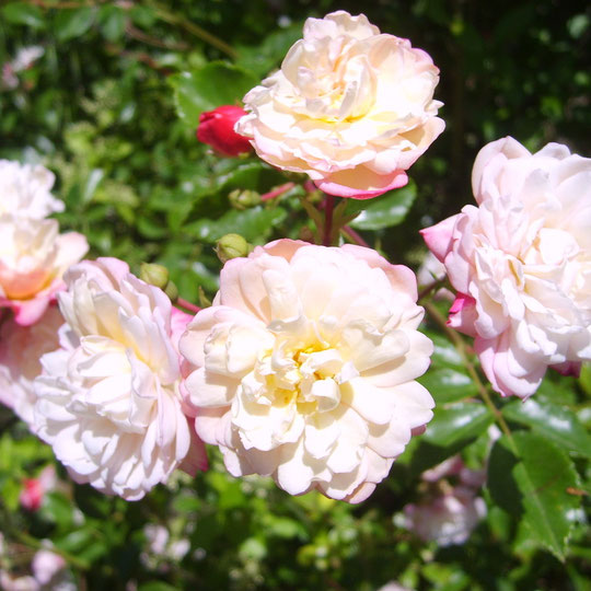 rosier liane