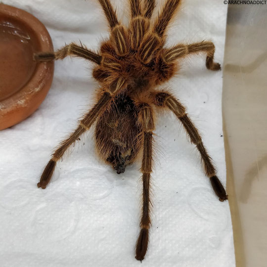 Grammostola rosea