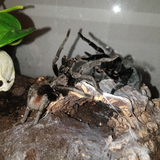 Grammostola pulchra Verpaarung