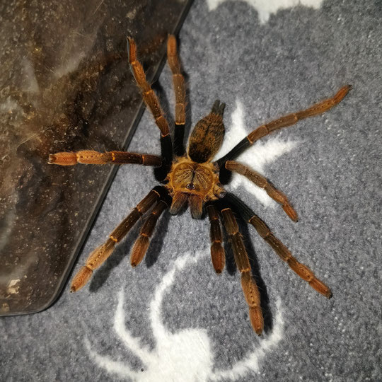 Encyocratella olivacea