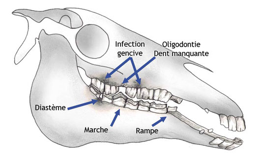 Oups ! Vous êtes sûr que c'est moi ça ? Il ne faut pas exagérer quand même !