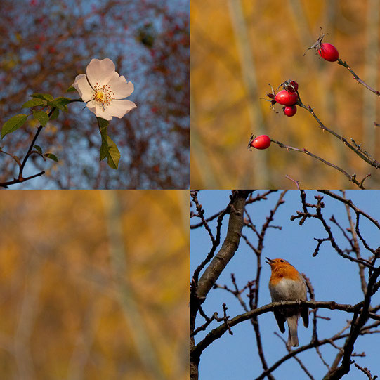 aus: 'Novemberleuchten'