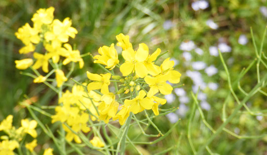 伊豆名物、菜の花と早春桜の景色も見事です