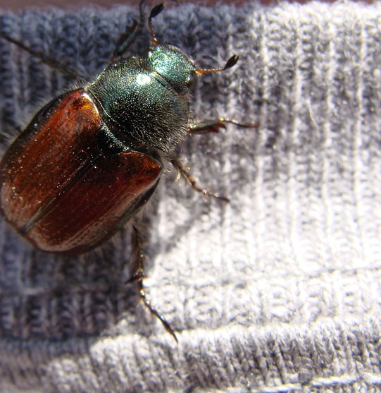 Coléoptère / Beetle / Photos de Crystal Jones / http://jardin-secret-de-crystal-jones.jimdo.com/ Photographies de la nature