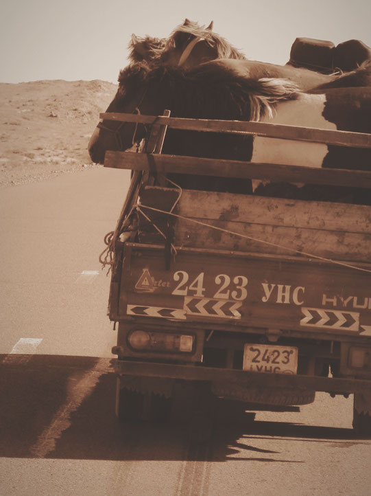 bigousteppes mongolie camion cheval route nomade