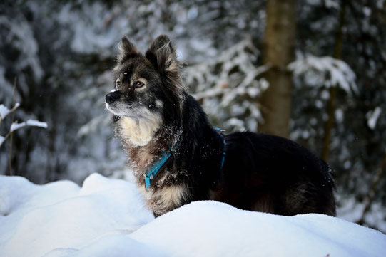 Lapinkoira Rilla im Winterwonderland