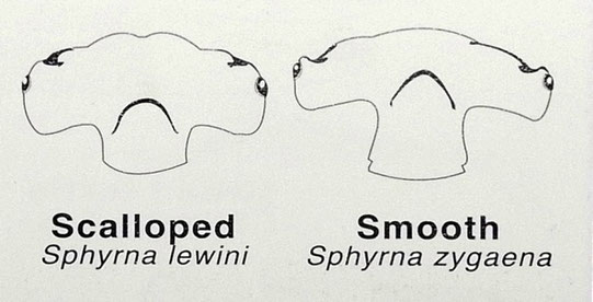 Excerpt from the hammerhead shark diagram taken from « The Dive Spots of Western Australia » ©Johan Boshoff