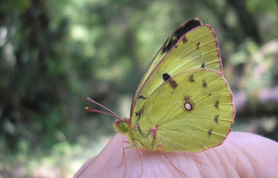 Souci [colias crocea] photo©A-M Uyttenbroeck