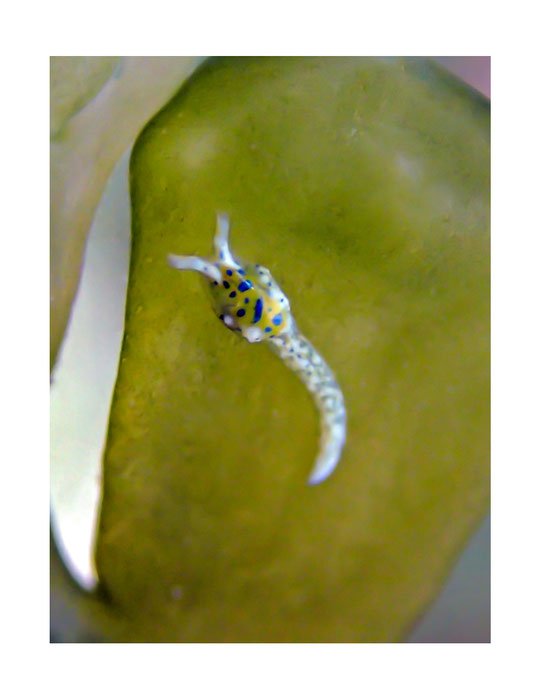 Oxynoe jacksoni