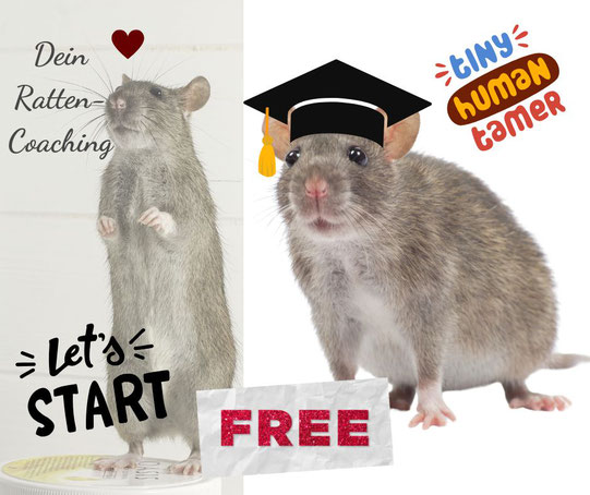 Ankündigung Ratten Coaching Workbook