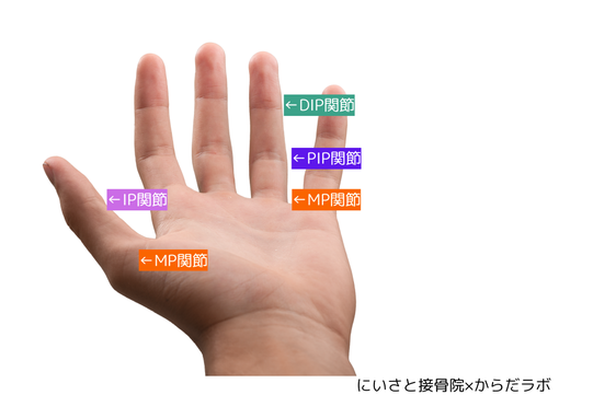指の関節の名前