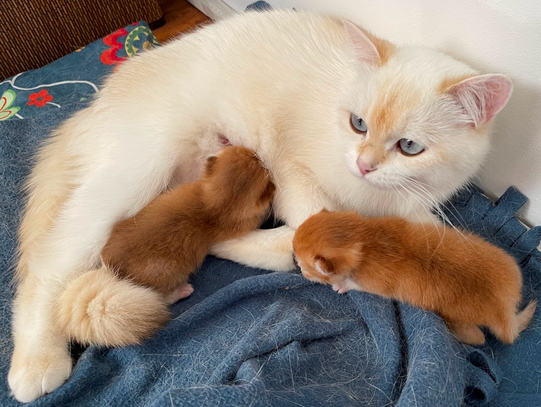 Kitten rechts: BKH chocolate golden shell, Kitten links BKH nicht Gold (chocolate ticked tabby), aber Gold-Träger, geb. 09/07/2022, mit Gold-DNA-Test