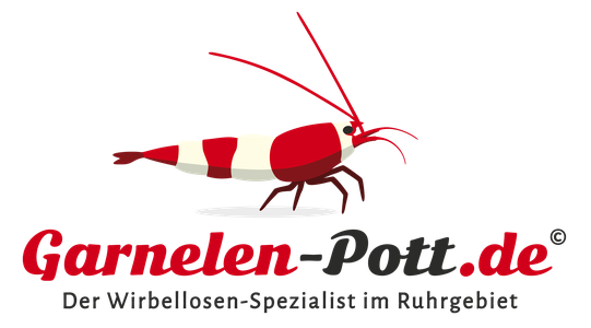 Garnelen Futter Pflanzen Und Zubehor Kaufen Garnelen Pott De