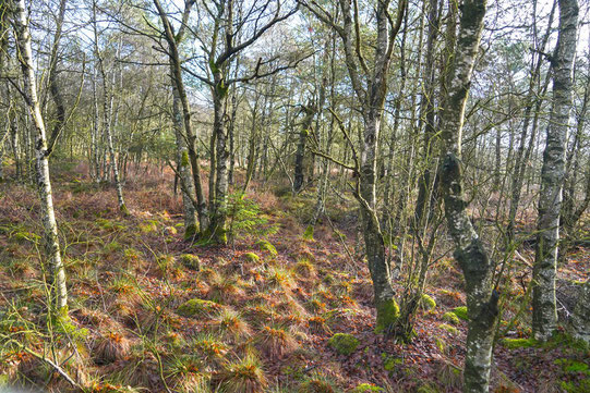 Moorbirke im "Schwarzen Moor" / Rhön (©Foto: Dr. G. Strobel)