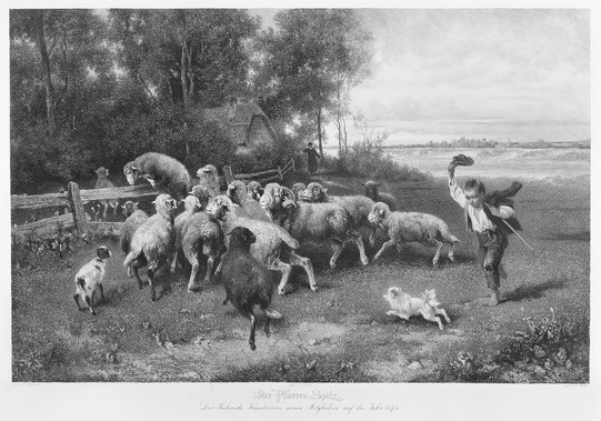 Pfarrerspitz Pfarrer Spitz Deutscher Spitz Hütehund Schafe Rinder treiben Herde Mohn Meißner hüten Hütespitz