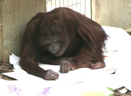 Malsession mit Sita im Affentropenhaus des Krefelder Zoos