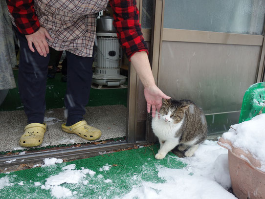 なんとも人懐っこい 若葉荘で世話をしている3歳野良猫の愛之助くん(通称あいちゃん)