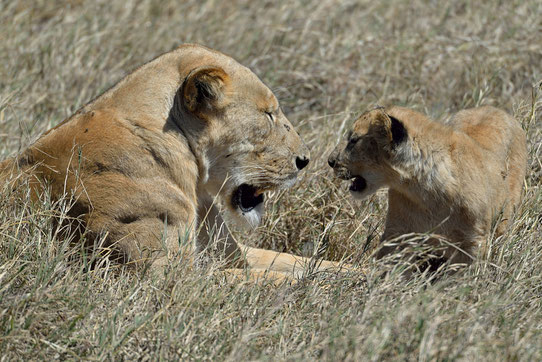 Leonessa e cucciolo nel Ngorongoro