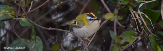 GEOCA, Groupe d'Etudes Ornithologiques des Côtes-d'Armor, ornithologie, observation oiseaux Côtes-d'Armor, avifaune Côtes-d'Armor, Roitelet à triple bandeau, Marc Rapilliard, Bretagne, Côtes-d'Armor