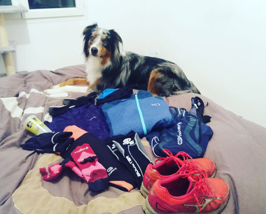 Chien sportif, berger australien, racepack, saintelyon, matériel saintelyon, équipement saintelyon
