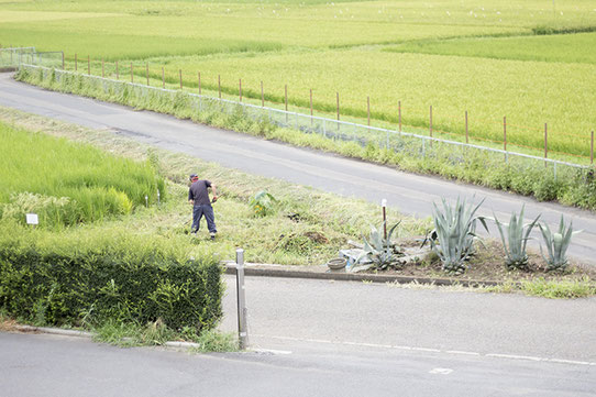 高橋亮太さんが作業をしているのは、蔵の前の “デルタ地帯” 。泉橋酒造を訪れた際にはその先端に立って、広がる田んぼを見渡してみたい。