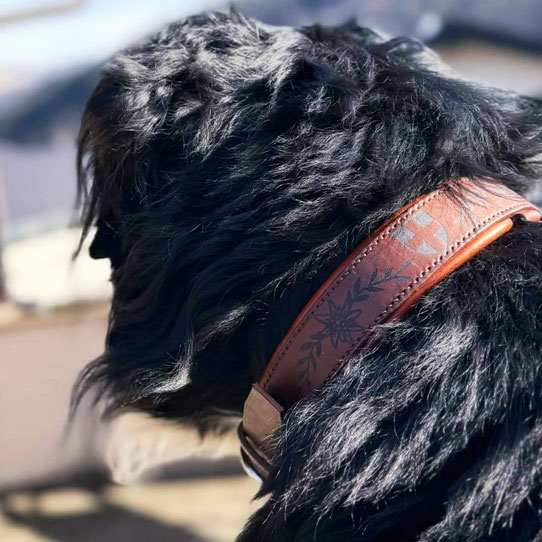 COLLIER CUIR GROS CHIEN BOUVIER BERNOIS